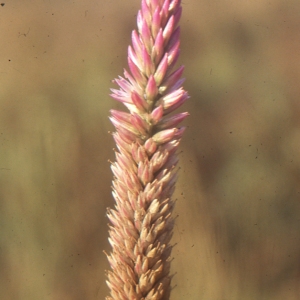 Photographie n°212052 du taxon Celosia argentea L.