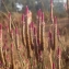  Liliane Roubaudi - Celosia argentea L.