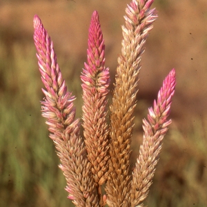 Photographie n°212054 du taxon Celosia argentea L.