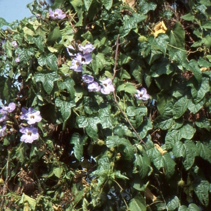 Photographie n°212065 du taxon Thunbergia grandiflora (Roxb. ex Rottl.) Roxb.