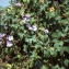  Liliane Roubaudi - Thunbergia grandiflora (Roxb. ex Rottl.) Roxb.
