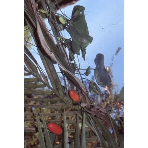 Capsicum baccatum Vell. (Piment de Cayenne)