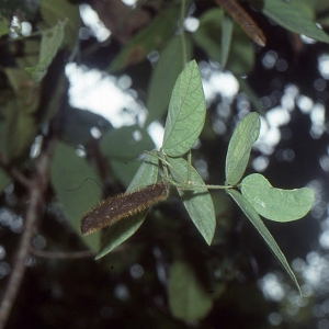  - Mucuna pruriens (L.) DC.