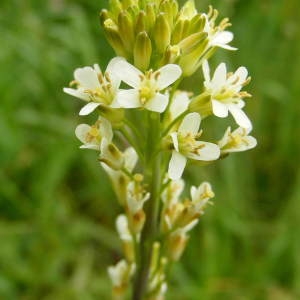 Photographie n°212116 du taxon Turritis glabra L. [1753]