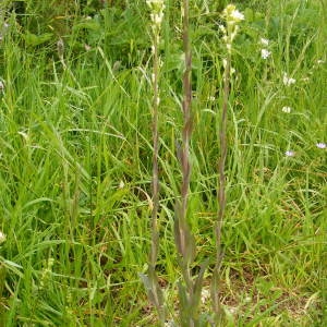 Photographie n°212117 du taxon Turritis glabra L. [1753]