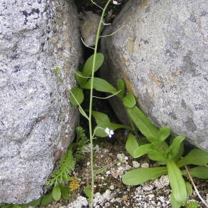 Photographie n°212124 du taxon Arabidopsis thaliana (L.) Heynh.