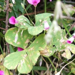 Photographie n°212125 du taxon Oxalis articulata Savigny [1798]