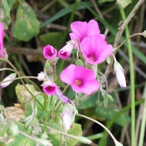 Photographie n°212129 du taxon Oxalis articulata Savigny [1798]