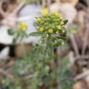 Photographie n°212133 du taxon Alyssum alyssoides (L.) L. [1759]