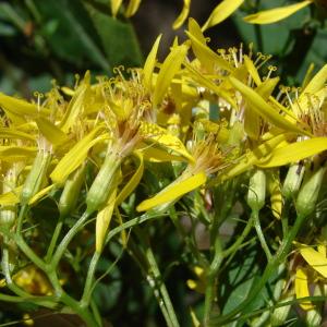 Photographie n°212187 du taxon Senecio ovatus (P.Gaertn., B.Mey. & Scherb.) Willd. [1803]