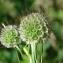  Paul Fabre - Scabiosa columbaria L. [1753]