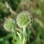  Paul Fabre - Scabiosa columbaria L. [1753]