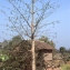  Liliane Roubaudi - Ceiba pentandra (L.) Gaertn.