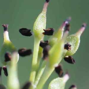 Fraxinus angustifolia Vahl (Frêne à feuilles étroites)