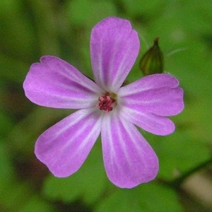  - Geranium robertianum subsp. robertianum