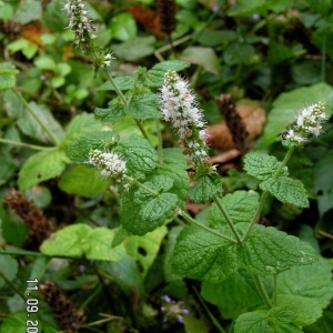 Photographie n°212327 du taxon Mentha suaveolens subsp. suaveolens