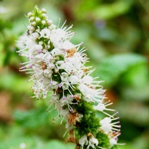 Mentha suaveolens Ehrh. subsp. suaveolens (Menthe à feuilles rondes)