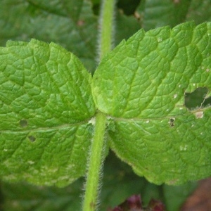 Photographie n°212329 du taxon Mentha suaveolens subsp. suaveolens