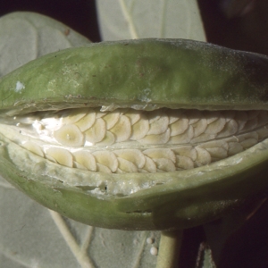 Photographie n°212341 du taxon Calotropis gigantea Maycock