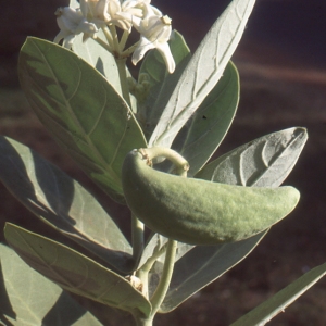 Photographie n°212342 du taxon Calotropis gigantea Maycock