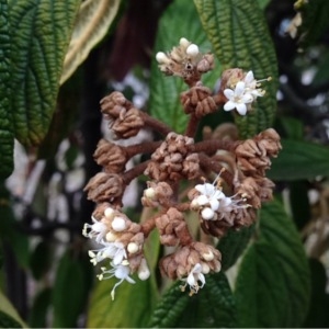 Photographie n°212361 du taxon Viburnum rhytidophyllum Hemsl. [1888]