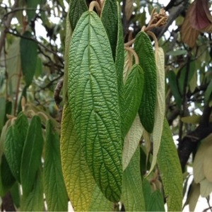Photographie n°212362 du taxon Viburnum rhytidophyllum Hemsl. [1888]