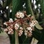  Pierre Bonnet - Viburnum rhytidophyllum Hemsl. [1888]