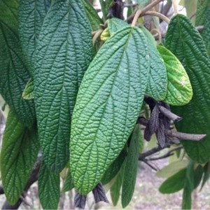 Photographie n°212367 du taxon Viburnum rhytidophyllum Hemsl. [1888]