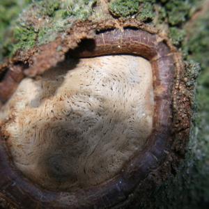 Photographie n°212374 du taxon Carpinus betulus L. [1753]