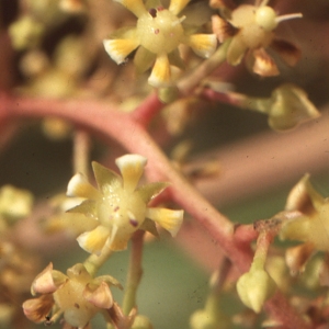 Mangifera indica L. (Mangue)