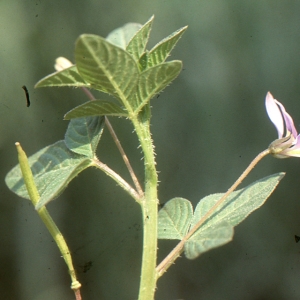  - Cleome viscosa L.