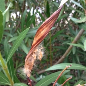 Photographie n°212434 du taxon Nerium oleander L. [1753]