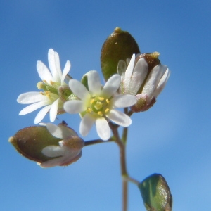 Photographie n°212447 du taxon Draba verna L. [1753]