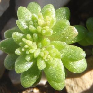 Photographie n°212449 du taxon Sedum litoreum Guss. [1826]