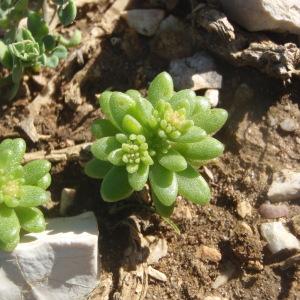  - Sedum litoreum Guss. [1826]