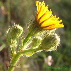 Photographie n°212452 du taxon Picris hieracioides L. [1753]