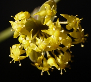 Liliane Roubaudi, le 12 février 2014 (Lyon (Jardin botanique))