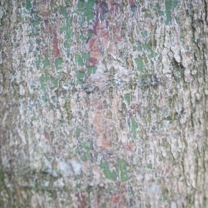 Photographie n°212464 du taxon Acer palmatum Thunb. [1784]