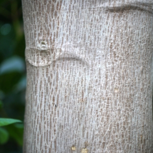 Photographie n°212497 du taxon Carica papaya L. [1753]