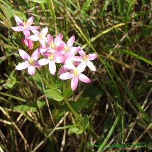 Bernard Andrieu, le  7 juillet 2013 (Villemagne-l'Argentière (Combe doucette))