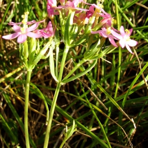 Photographie n°212513 du taxon Centaurium pulchellum (Sw.) Druce [1898]