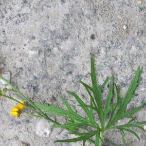 Photographie n°212523 du taxon Ranunculus acris L. [1753]