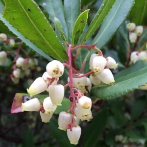 Photographie n°212526 du taxon Arbutus unedo L. [1753]