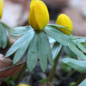 Photographie n°212529 du taxon Eranthis hyemalis (L.) Salisb. [1807]