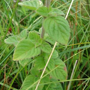 Photographie n°212563 du taxon Mentha aquatica L. [1753]