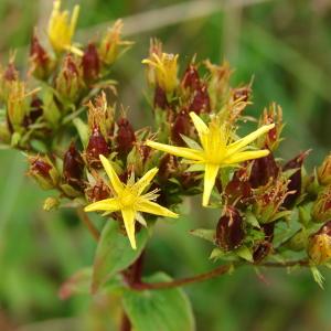 Photographie n°212574 du taxon Hypericum tetrapterum Fr. [1823]