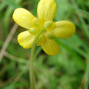 Photographie n°212578 du taxon Ranunculus flammula L. [1753]