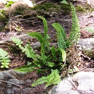 Photographie n°212627 du taxon Asplenium trichomanes subsp. trichomanes