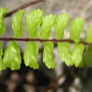 Photographie n°212628 du taxon Asplenium trichomanes subsp. trichomanes