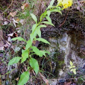 Photographie n°212629 du taxon Solidago virgaurea subsp. minuta (L.) Arcang. [1882]